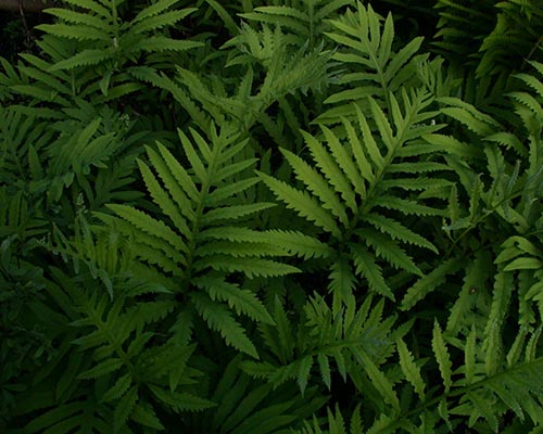 Sensitive fern